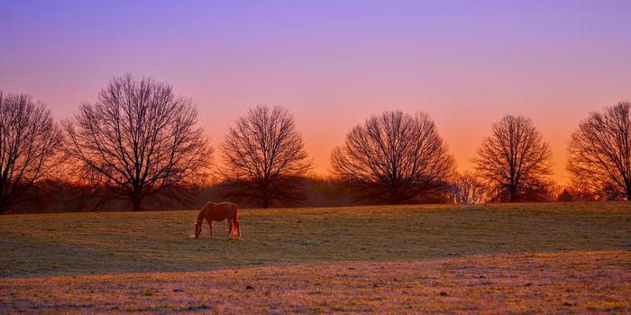 Single thoroughbred horses grazing at sunrise in a field.