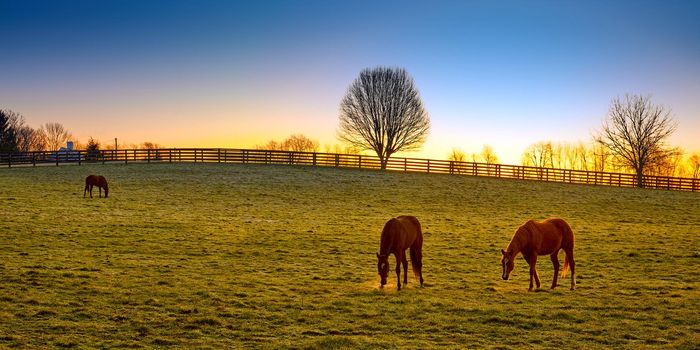 Three thoroughbred horses grazing at sunrise in a field.