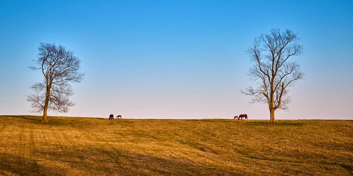 A pair of mares and foals grazing on early spring grass.