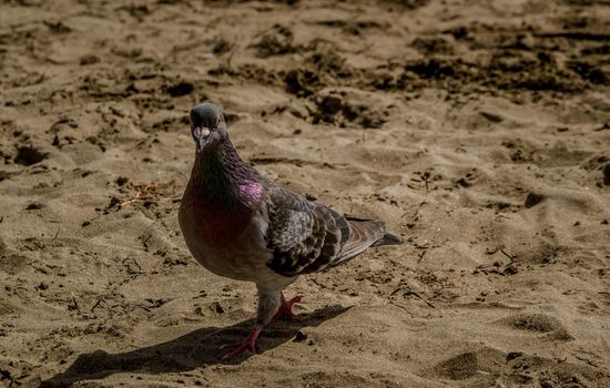 Detail of a grey pigeon walking on the sand of the beach on a sunny day