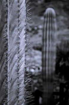 Close-up of a cactus covered in spines on a sunny day