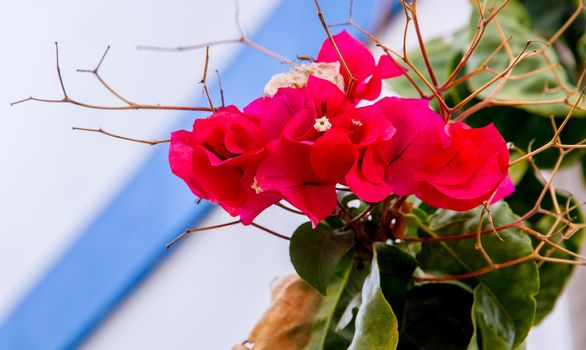 Detail of some red floers and green leaves on a sunny day against a white and blue wall