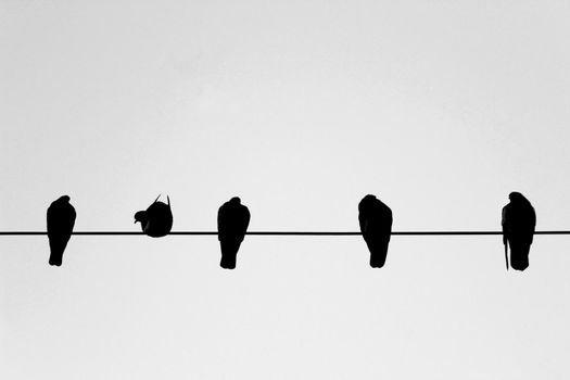 Row of Birds on power line. Monochrome picture