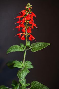 Bright red flowers and green leaves of the Red Sage (Salvia splendens) isolated against a black background