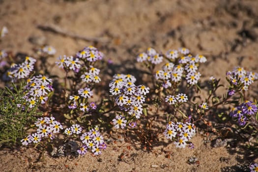 The Purple Drumstick-flower (Zaluzianskya affinis) is one of a great many flowering plants to be seen during the Namaqualand spring flower season