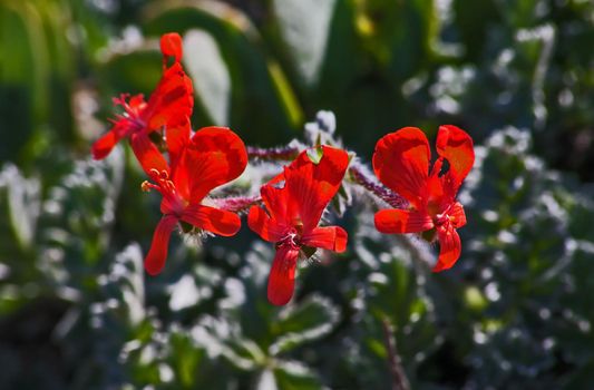 Bright red flowers of the Wild Geranium (Pelargonium fulgidum) in the Namaqua National Park. Western Cape Province. South Africa