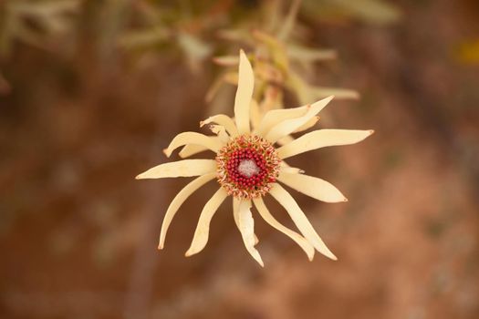 The Leucadendron sp. are medium sized shrubs of the protea family that have male and female flowers on different plants,