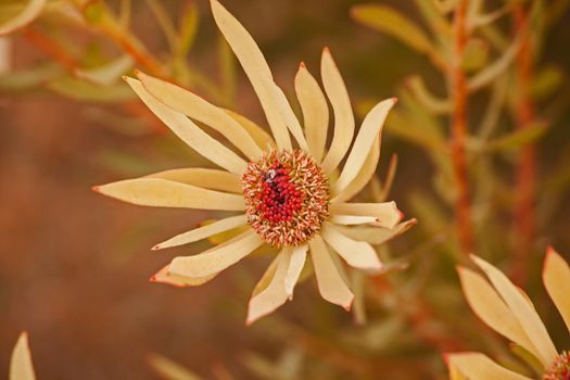 The Leucadendron sp. are medium sized shrubs of the protea family that have male and female flowers on different plants,