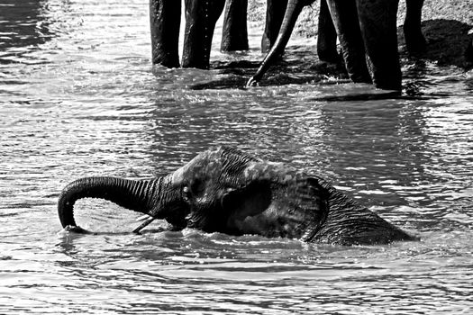 A Young African Elephant (Loxodonta africana) bull swimming while the rest of the herd is drinking.