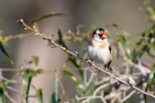 a goldfinch bird perched on a log looking for food