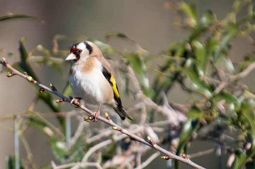 a goldfinch bird perched on a log looking for food