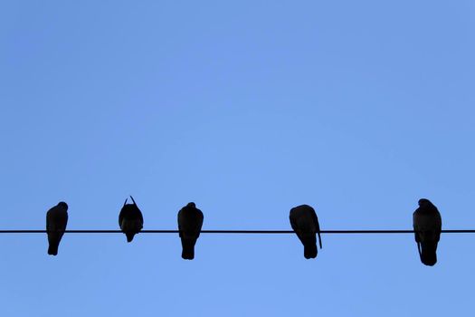 Row Birds on power line under blue sky