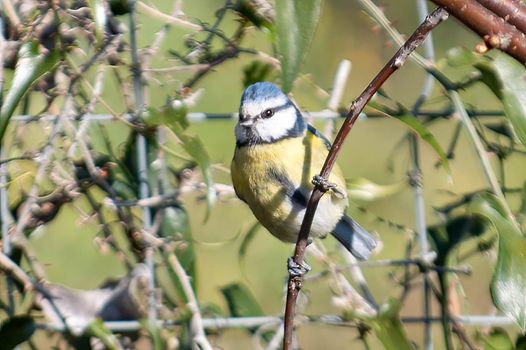 bird blue tit perched on a branch in search of food