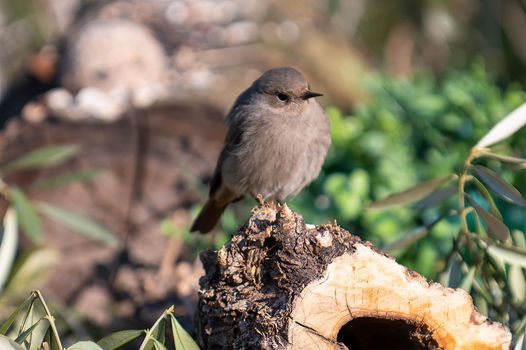 a redstart bird perched on a log looking for food