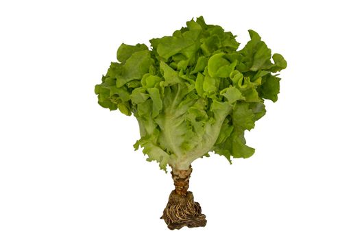 Organic hydroponic Green Oak Lettuce isolated on white background with clipping path. Selective focus.