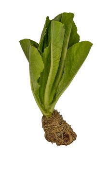 Organic hydroponic Cos Lettuce isolated on white background with clipping path. Selective focus.