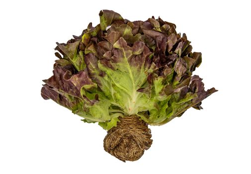 Organic hydroponic Oak Leaf Lettuce isolated on white background with clipping path. Selective focus.