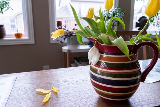 The yellow petals of the first spring tulips fall on the dining table