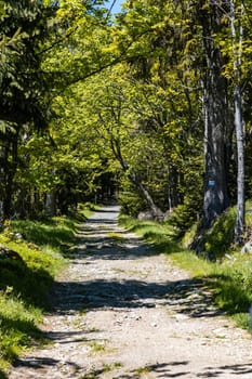 Long mountain trail in Jizera Mountains with high trees around