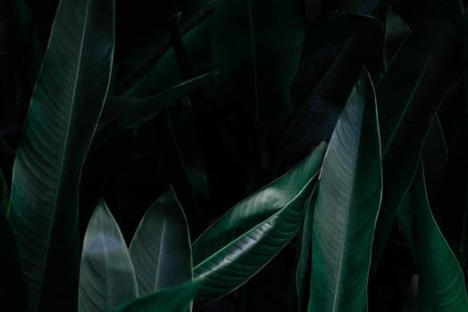 Tropical leaf, large foliage, abstract green texture, nature background.