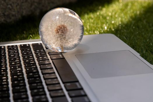 Crepis foetida flower in Glass paperweight on laptop keyboard. Concept for Integration between Technology and Nature. Selective focus.