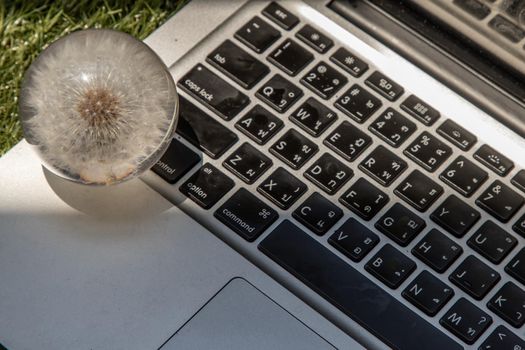 Crepis foetida flower in Glass paperweight on laptop keyboard. Concept for Integration between Technology and Nature. Selective focus.