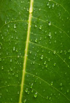 Extreme close up background texture of green leaf veins with water drops after the rain