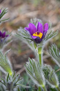 Close up early bloomer purple pulsatilla flower head (windflower, mayflower, pasqueflower) in green grass, low angle view