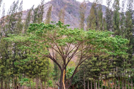 Beautiful view of landscape at Khao i bid or Khao e go at Khao Yoi District, Phetchaburi province, Thailand.