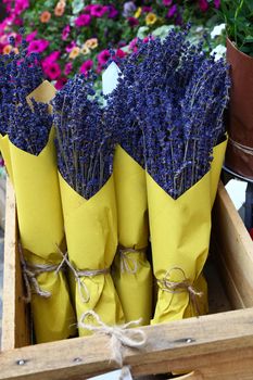 Close up bouquets of dried lavender flowers wrapped in yellow paper at retail display of flower shop