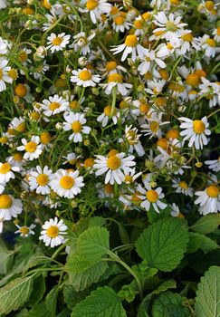 Close up background of fresh white chamomile daisy flowers in garden, high angle view