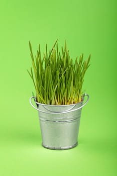 Spring fresh grass growing in small unpainted silver metal bucket, close up over green paper background, low angle side view