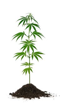 Close up one small fresh green cannabis or hemp plant growing out of soil heap isolated on white background, low angle side view