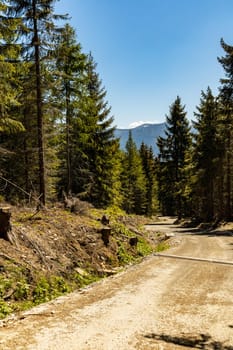 Long mountain trail in Jizera Mountains with high trees around