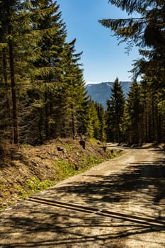 Long mountain trail in Jizera Mountains with high trees around