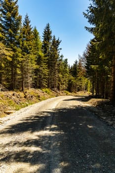 Long mountain trail in Jizera Mountains with high trees around