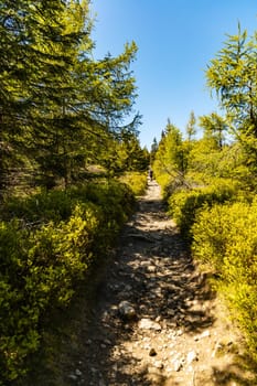 Long mountain trail in Jizera Mountains with high trees around