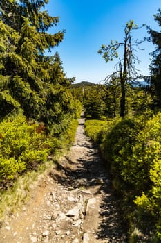 Long mountain trail in Jizera Mountains with high trees around