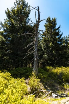 Small old dry tree with high trees and bushes around