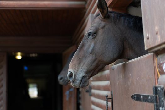 Two horse Looks through window wooden door stable waiting for ride regular morning training