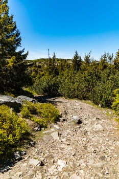 Long mountain trail in Jizera Mountains with high trees around
