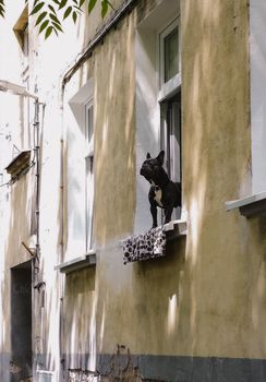 Small black pug dog standing on windowsill