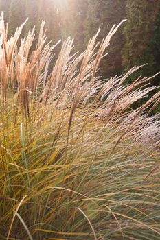 Dry yellow decorative grass lawn in autumn sunset