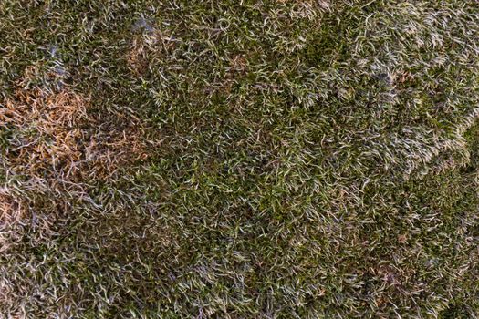 Dry mossy surface on the ground, in Galicia Spain