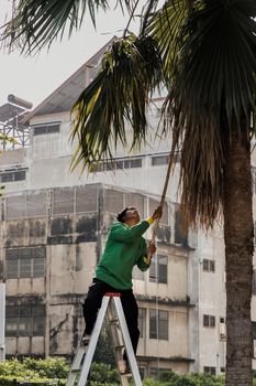 Bangkok, Thailand - Jan 14, 2021 : The gardener climbs Climb the ladder cut the branches at the top. Selective focus.