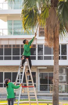 Bangkok, Thailand - Jan 14, 2021 : The gardener climbs Climb the ladder cut the branches at the top. Selective focus.