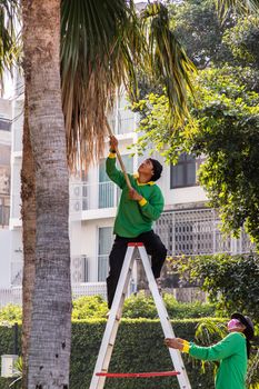 Bangkok, Thailand - Jan 14, 2021 : The gardener climbs Climb the ladder cut the branches at the top. Selective focus.