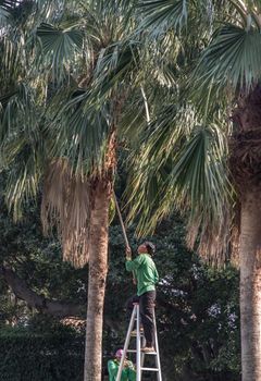 Bangkok, Thailand - Jan 14, 2021 : The gardener climbs Climb the ladder cut the branches at the top. Focus and blur.