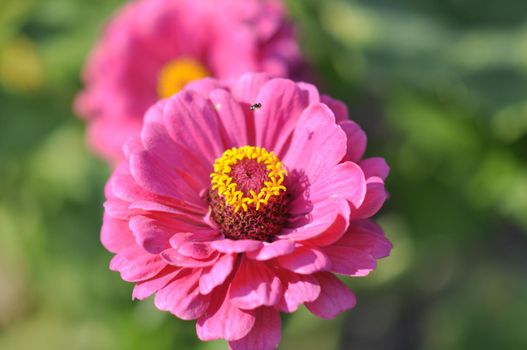 Zinnia flower, pink close-up. Outside in the garden. High quality photo