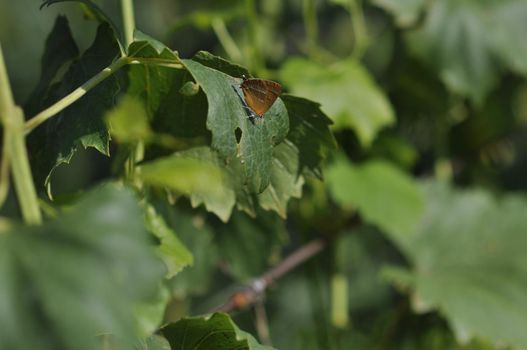 a small brown butterfly sits on a green leaf. Selective focusing.